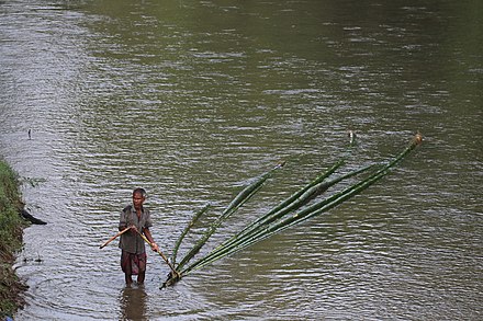 Bamboo transported by river