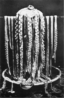 Left: A giant squid found in Logy Bay, Newfoundland, in 1873. The two long feeding tentacles are visible on the extreme left and right.Right: Detail of the tentacular club of Abraliopsis morisi