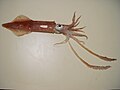 El calamar de aleta larga Loligo pealeii ha sido estudiado por su habilidad para cambiar color.