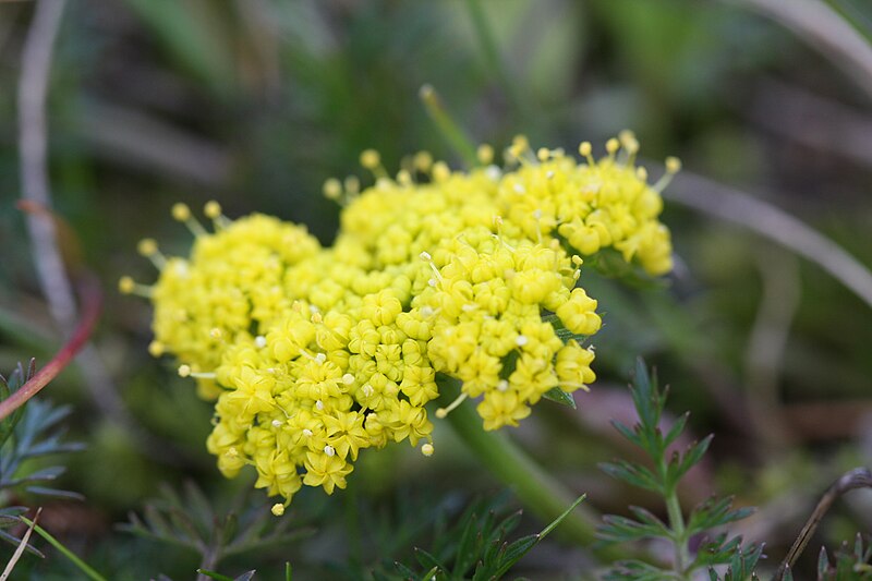 File:Lomatium utriculatum - Flickr - brewbooks.jpg