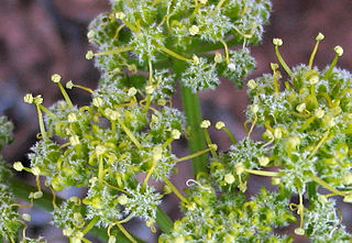 <i>Lomatium dasycarpum</i> Species of flowering plant