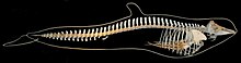 Long finned pilot whale skeleton.jpg