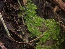 Unknown Radula species from Gunung Merapi National Park, Indonesia Lumut Hati Berdaun (Radula sp.) di Taman Nasional Gunung Merapi.jpg