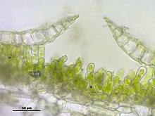 Thallus-doorsnede