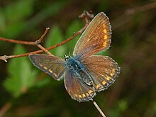 Lycaenidae - Polyommatus thersites - аналық-1.JPG