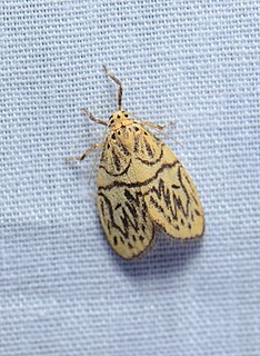 <i>Lyclene pseudobunda</i> Species of moth
