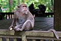 * Nomination Crab-eating macaque (Macaca fascicularis) in Ubud Monkey Forest, Bali --Jakubhal 17:03, 22 October 2022 (UTC) * Promotion  Support Good quality. Alexander Novikov 19:32, 22 October 2022 (UTC)