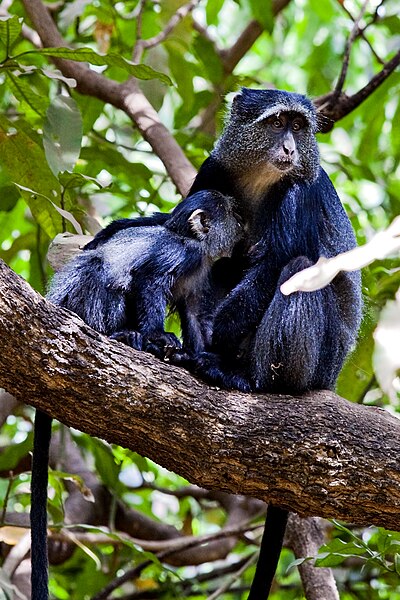 File:Macaco Azul Blue Monkey (3964697481).jpg