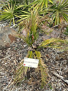 Macrozamia polymorpha - Ботаническа градина на Калифорнийския университет - DSC08992.JPG