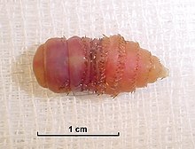 Larval stage of Gasterophilus intestinalis Magendassel.jpg