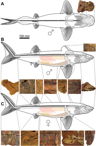 <span class="mw-page-title-main">Cladoselachidae</span> Extinct family of cartilaginous fishes