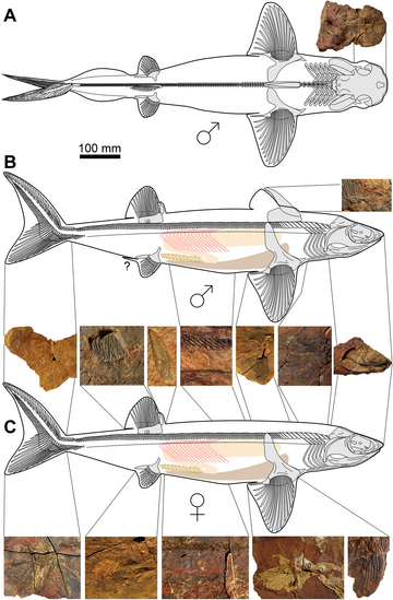 Cladoselachidae