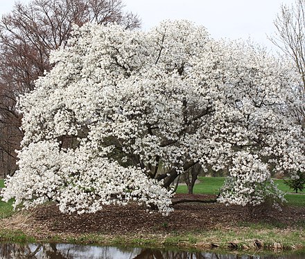 Magnolia kobus - Wikiwand