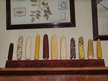 Maize diversity in Vavilovs office (3421259242).jpg