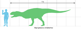 Majungasaurus scale1.png