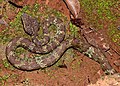 Trimeresurus malabaricus