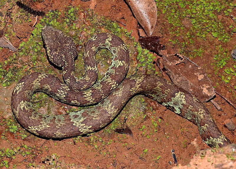 File:Malabar Pit Viper Trimeresurus malabaricus by Dr Raju Kasambe DSCN0738 (2).jpg