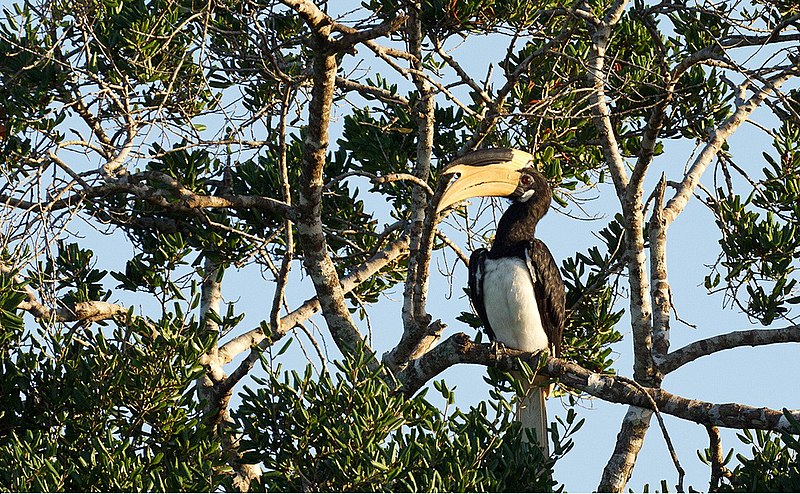 File:Malabar pied hornbill on a tree.jpg