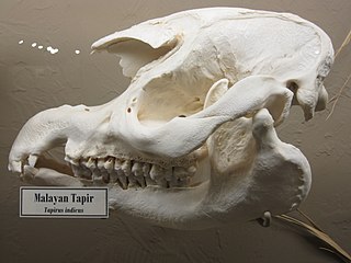 Malayan Tapir Skull.jpg