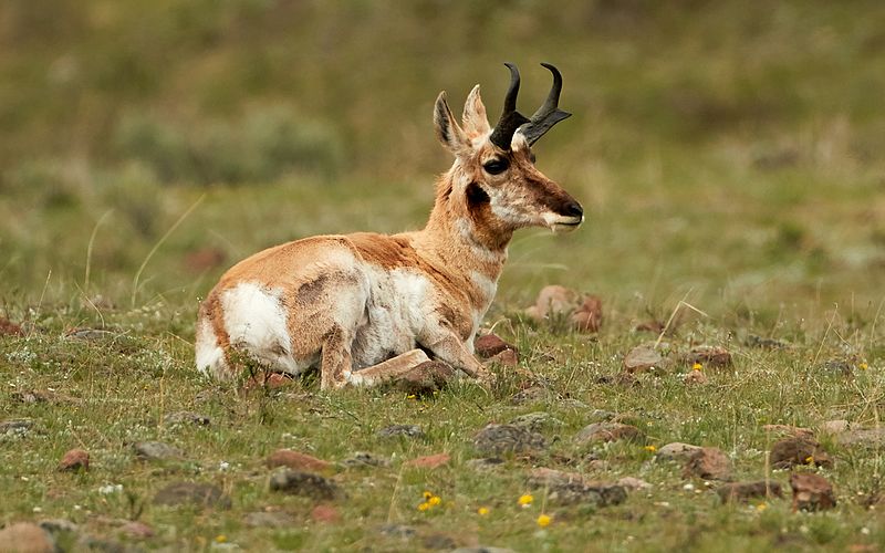 File:Male pronghorn, resting.jpg