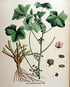 Malva borealis — Flora Batava — Volume v16.jpg