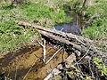 Thumbnail for File:Malynka - beaver dam.jpg