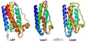 Figure 2. Homology models (created using the SwissProt ProModII homology modeling server ) of Atlantic salmon leptins (lepa1, lepa2) compared to the crystallographic structure (PDB: 1AX8 ) of human leptin (LEP). The human leptin structure shows the four anti-parallel a-helices (1, 2, 4, 5) with corresponding domains in the Atlantic salmon proteins. The C-terminal cysteine is depicted as ball and stick diagram. Mammalian vs Teleost Leptin Structural Comparison.png