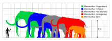 Size (light orange) compared to a human and other mammoths Mammuthus Scale.svg