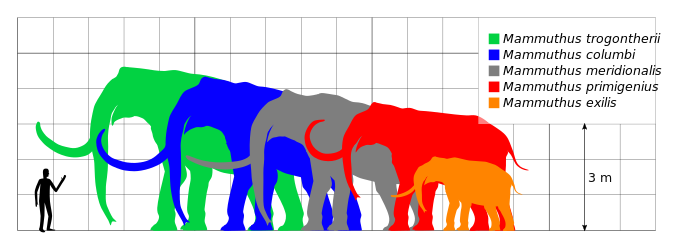 File:Mammuthus Scale.svg