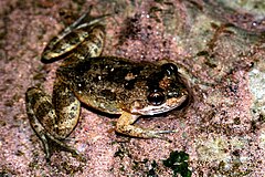 Description de l'image Mantidactylus curtus02.jpg.