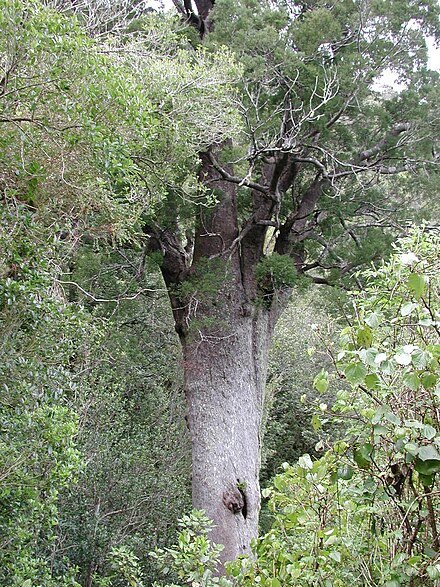 Mareikura (Noble Lady), the oldest known matai tree at 2000 years old, in Happy Valley, near Nelson was felled in a 2014 storm