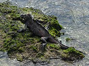 Marine iguana - Flickr - pellaea.jpg