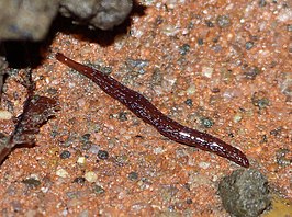 Blauwgevlekte landplatworm