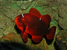 Un poisson-clown rouge sombre. Il présente deux fines bandes blanches sur le haut du corps