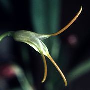 Masdevallia attenuata