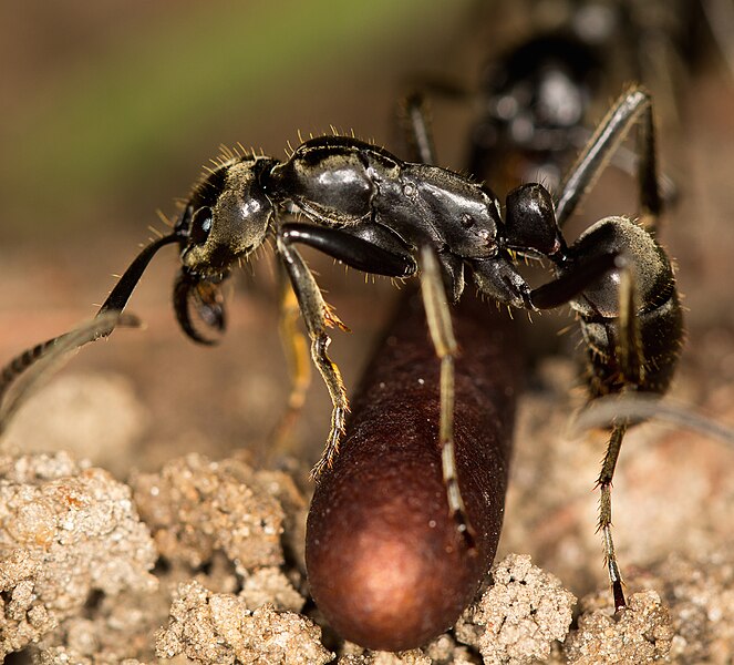 File:Megaponera analis major on cocoon.jpg