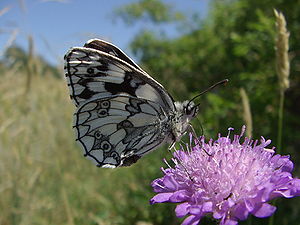 Melanargia galathea