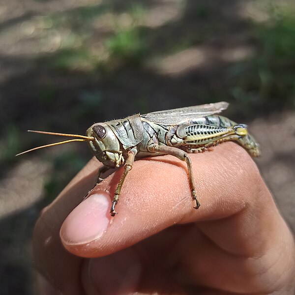 File:Melanoplus differentialis (chapulín diferencial) 007383.jpg