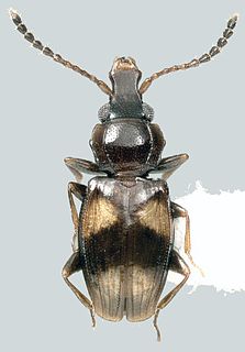 <i>Metaxyphloeus</i> Genus of beetles