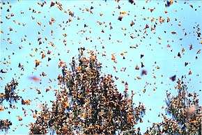 Monarchs in flight Mexmonarchs.jpg