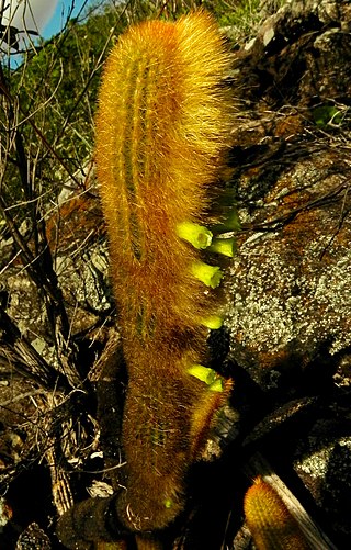 <i>Micranthocereus aureispinus</i> Species of cactus