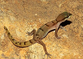 <span class="mw-page-title-main">Latifi's dwarf gecko</span> Species of reptiles, genus of Microgecko