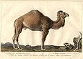 Le Dromadaire. Camelus dromedarius.