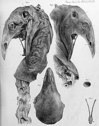 A Megalapteryx didinus head.