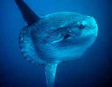 Ocean sunfish - Wikipedia