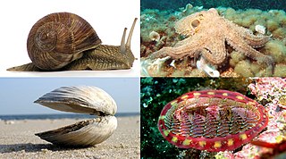 Mollusca Large phylum of invertebrate animals