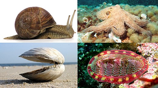 A collage of four mollusk species.