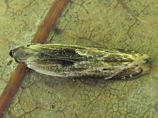<i>Monochroa gilvolinella</i> Species of moth