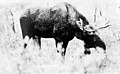 Moose, Alaska, circa 1900 (AL+CA 6014).jpg
