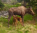 Moose calves nursing.jpg